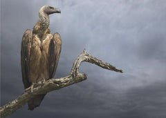 Djur The Vulture – kvalitetsprodukt för ett vackrare och mer hållbart hem