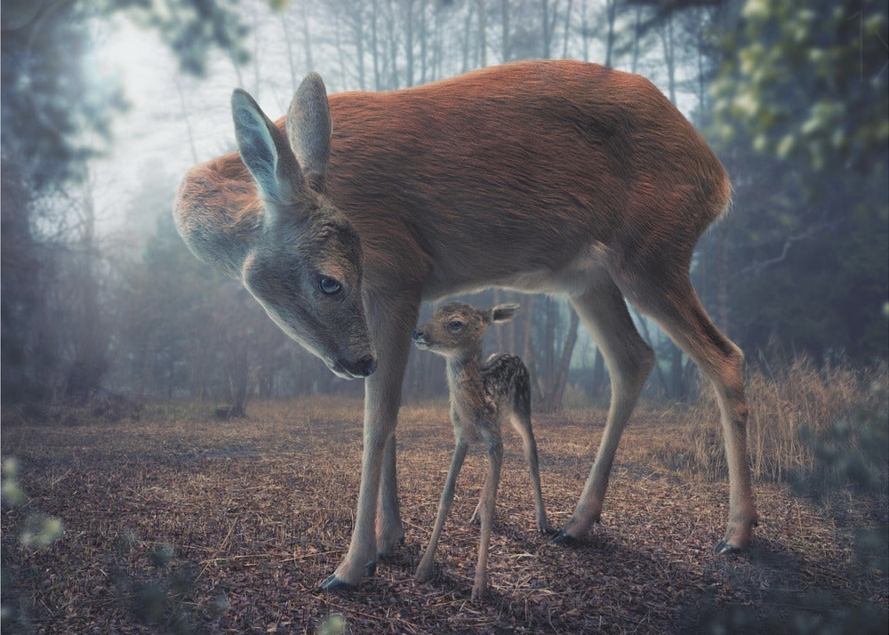 Mother and Fawn