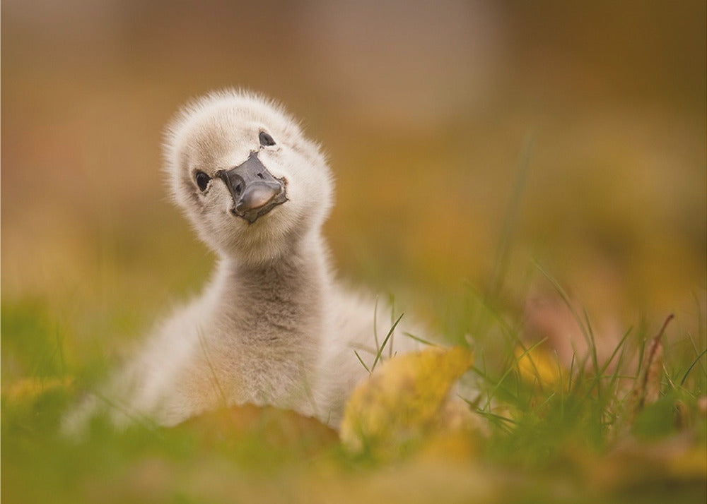 Black Swan Baby