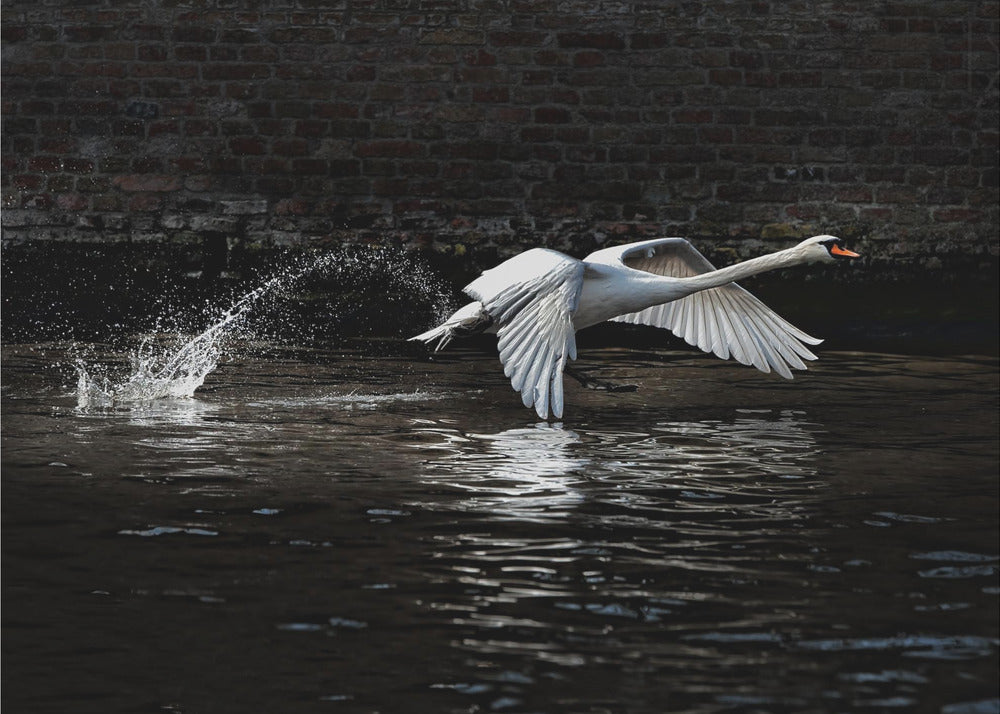 the flight