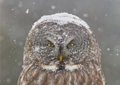 Djur Great Grey Owl Winter Portrait – kvalitetsprodukt för ett vackrare och mer hållbart hem