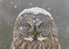 Djur Great Grey Owl Winter Portrait – kvalitetsprodukt för ett vackrare och mer hållbart hem