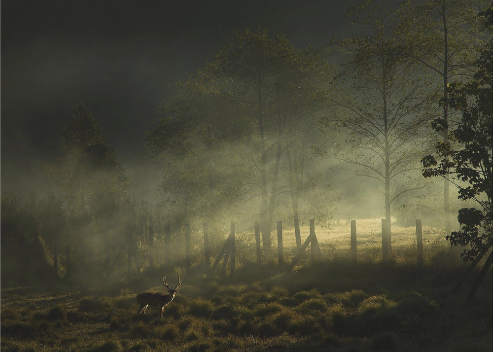 Misty Morning