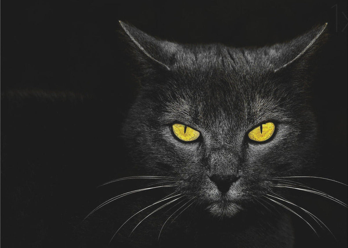 Black Cat