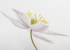 Blommor Nemorosa** – kvalitetsprodukt för ett vackrare och mer hållbart hem