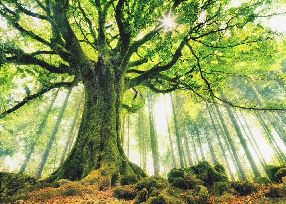 Ponthus's Beech