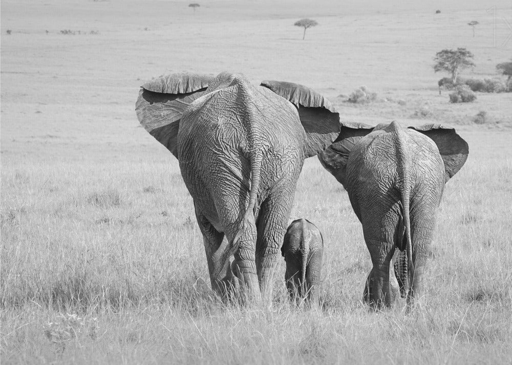 Three Butts!