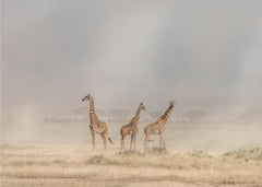 Djur Weathering the Amboseli Dust Devils – kvalitetsprodukt för ett vackrare och mer hållbart hem