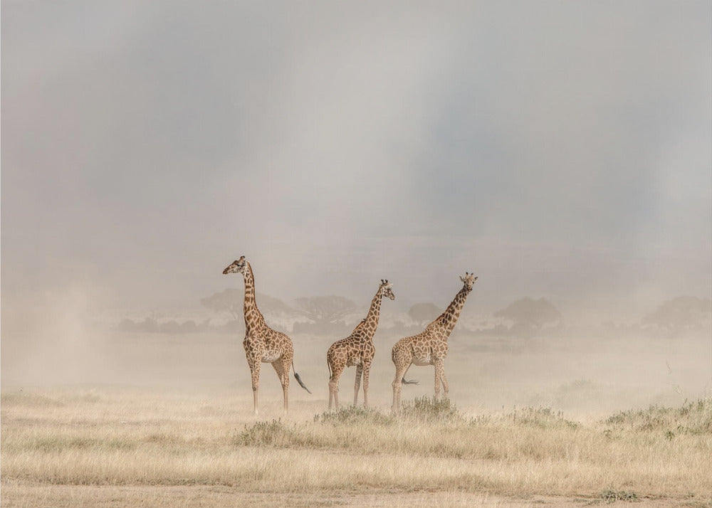 Weathering the Amboseli Dust Devils