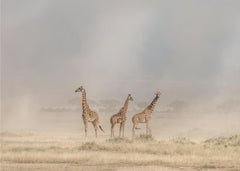 Djur Weathering the Amboseli Dust Devils – kvalitetsprodukt för ett vackrare och mer hållbart hem
