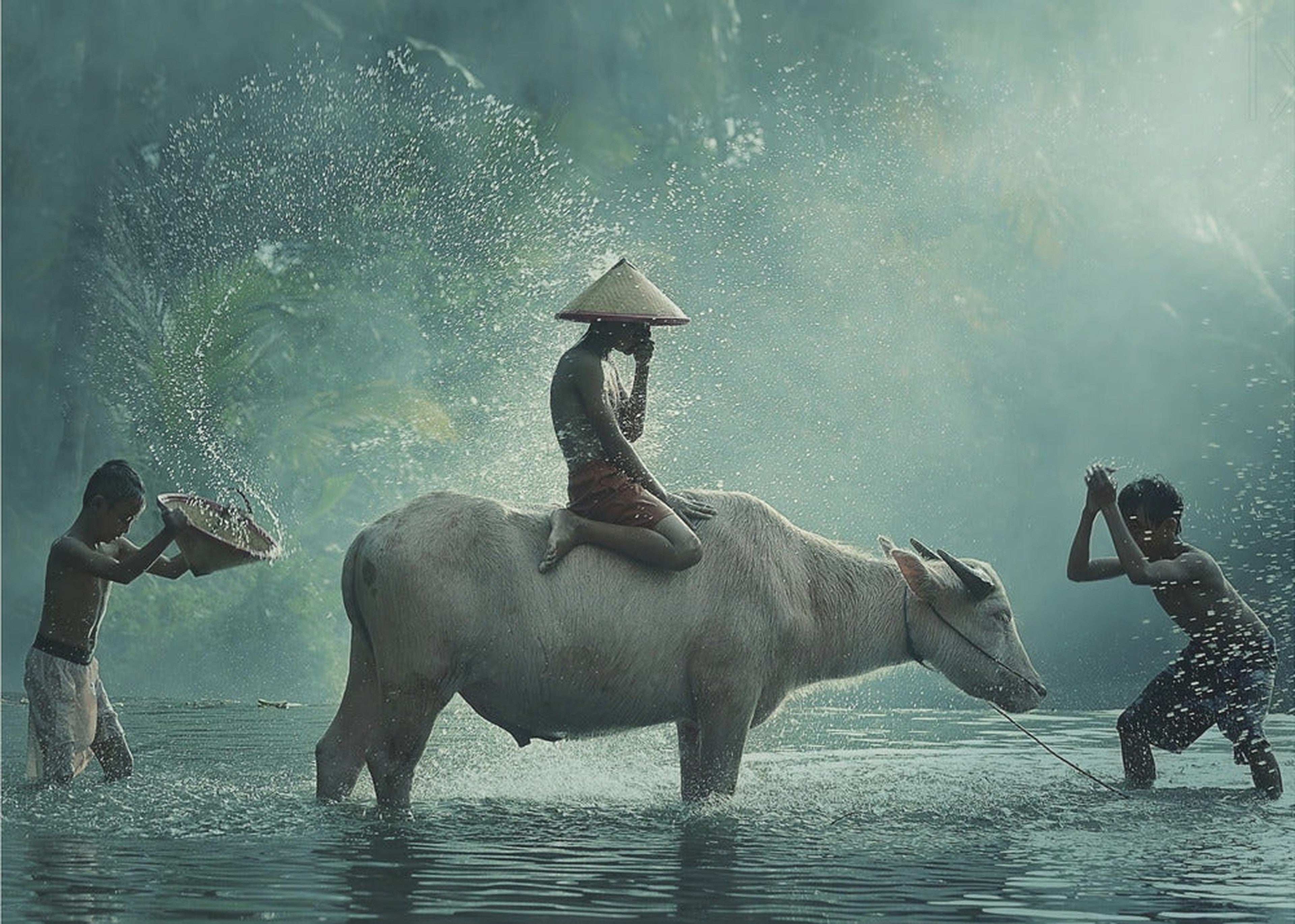 Water Buffalo