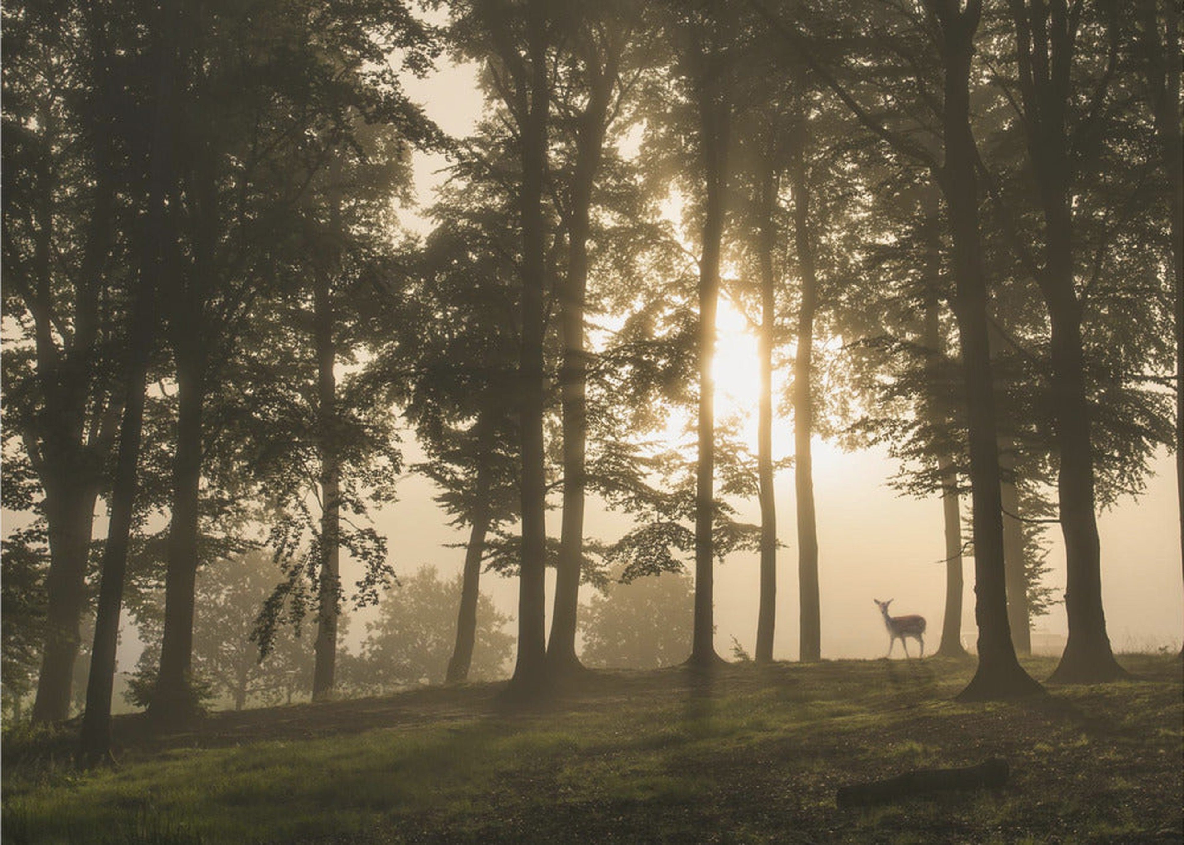 Deer in the morning mist.