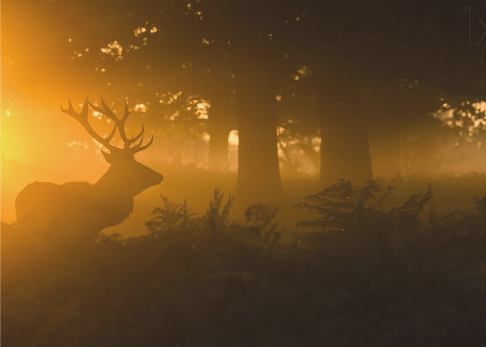 Stag in the mist