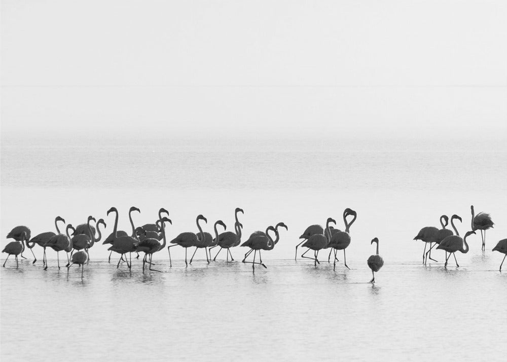Flamingoer