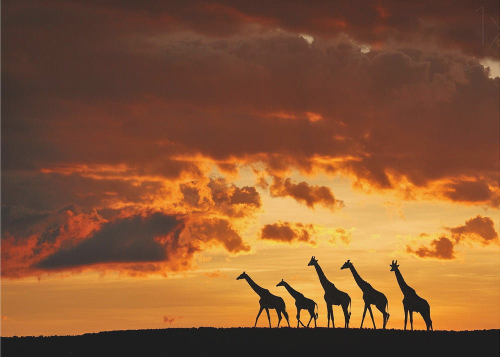 Five Giraffes