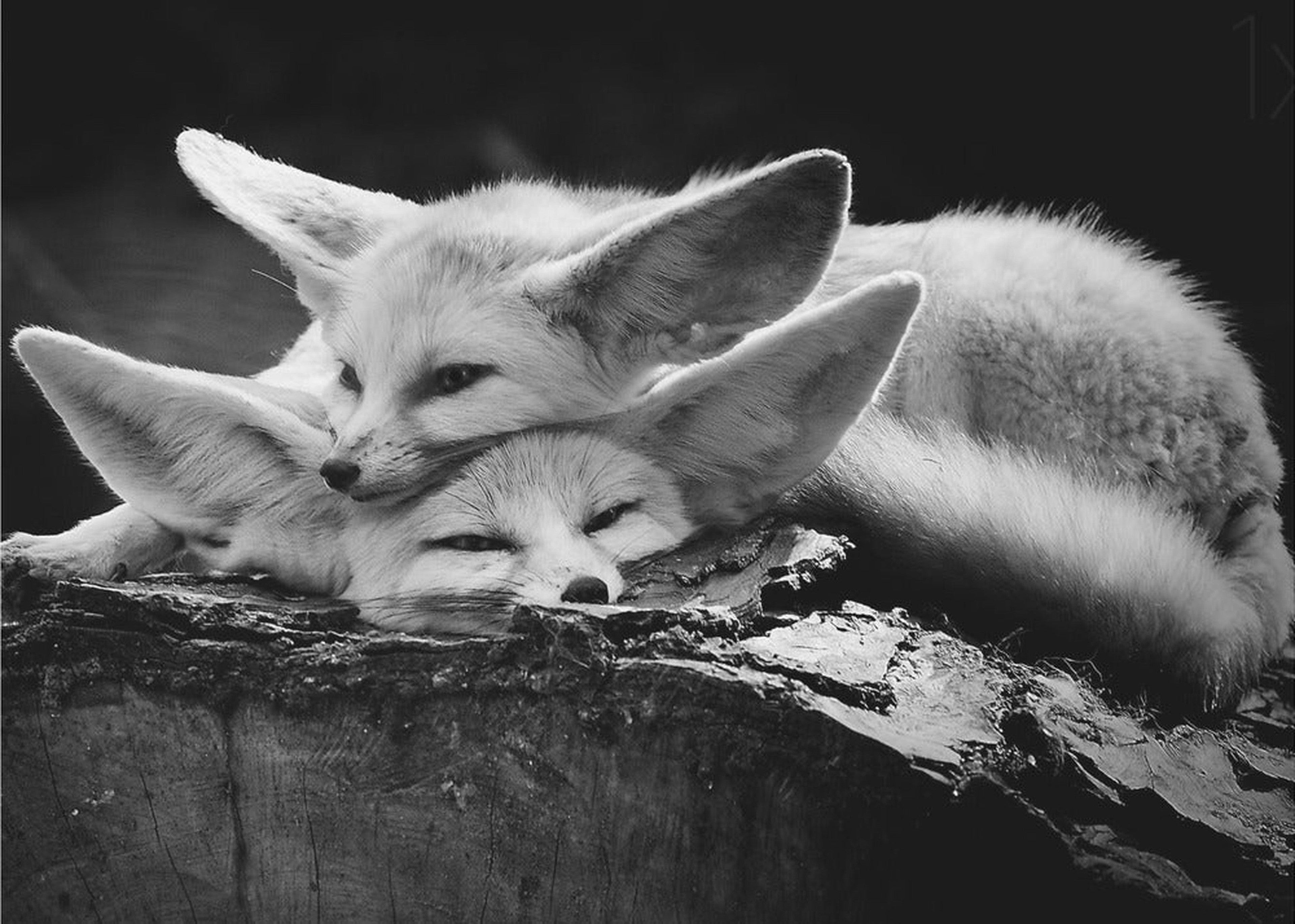 The happy couple