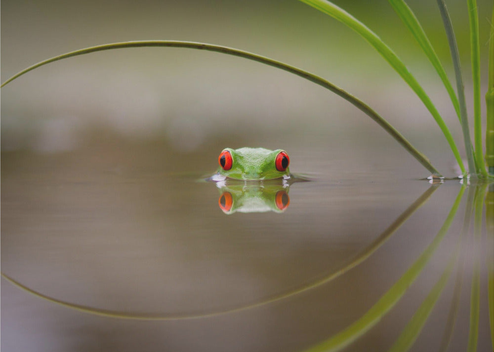 Beauty of Reflection