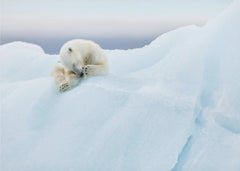 Djur Polar Bear Grooming – kvalitetsprodukt för ett vackrare och mer hållbart hem