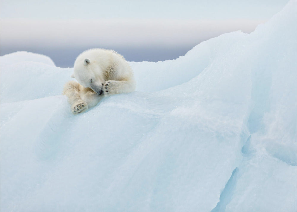 Polar Bear Grooming