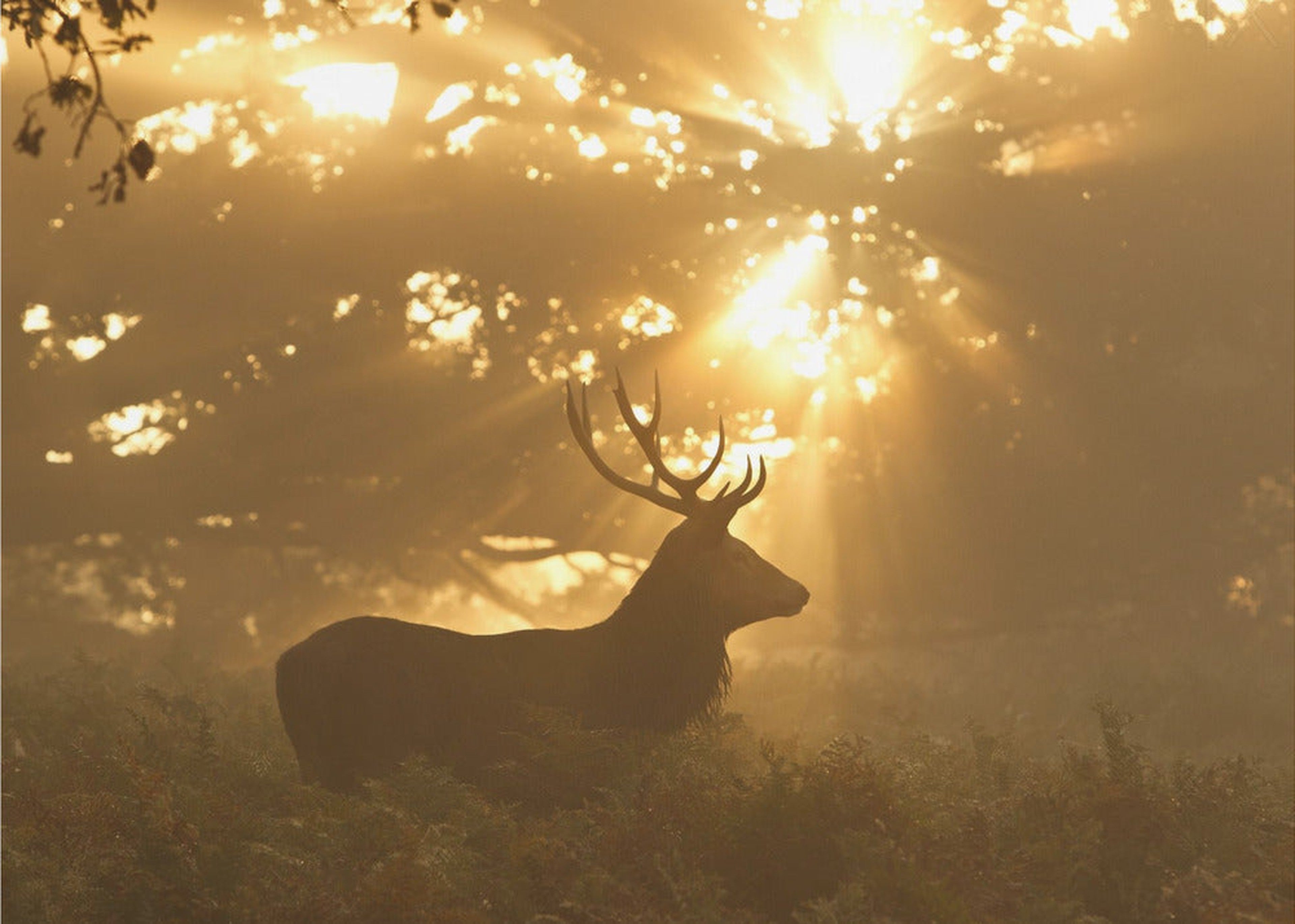 Ghost of the Forest