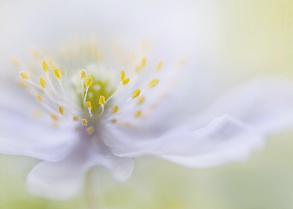 Anemone Beauty