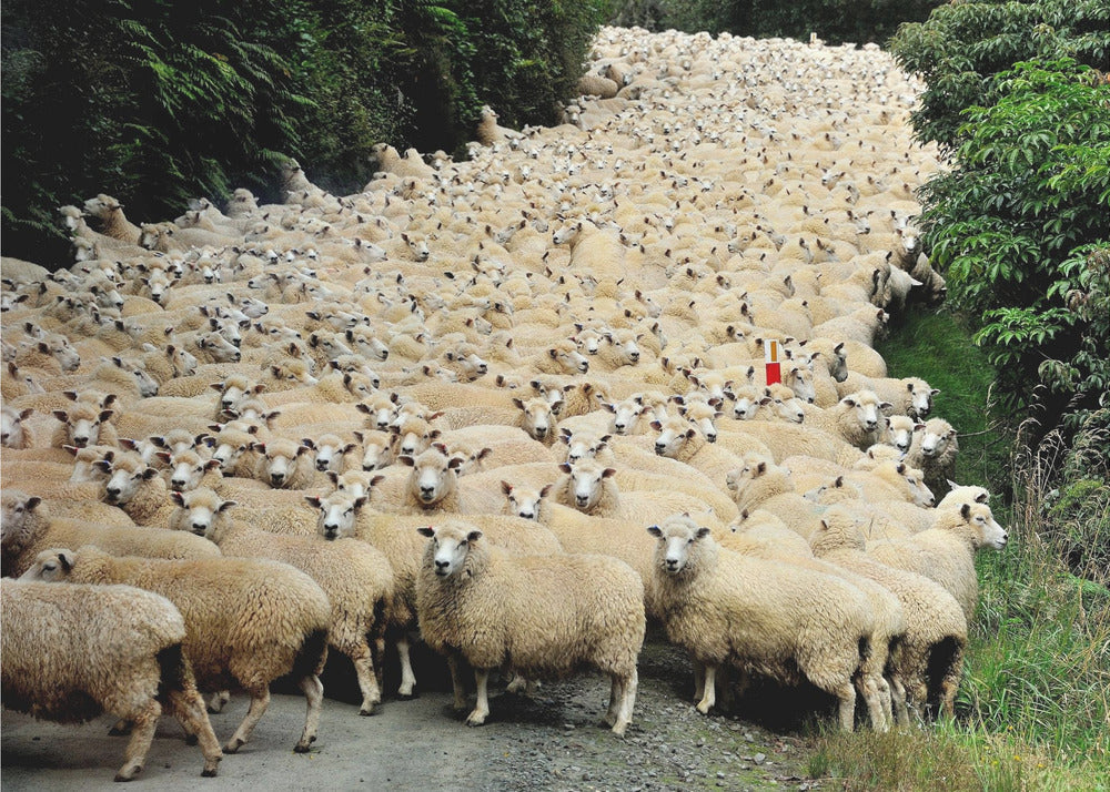 New Zealand traffic jam