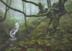Enchanted Forest Waterfall