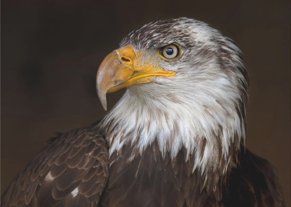 Caged - Bald Eagle