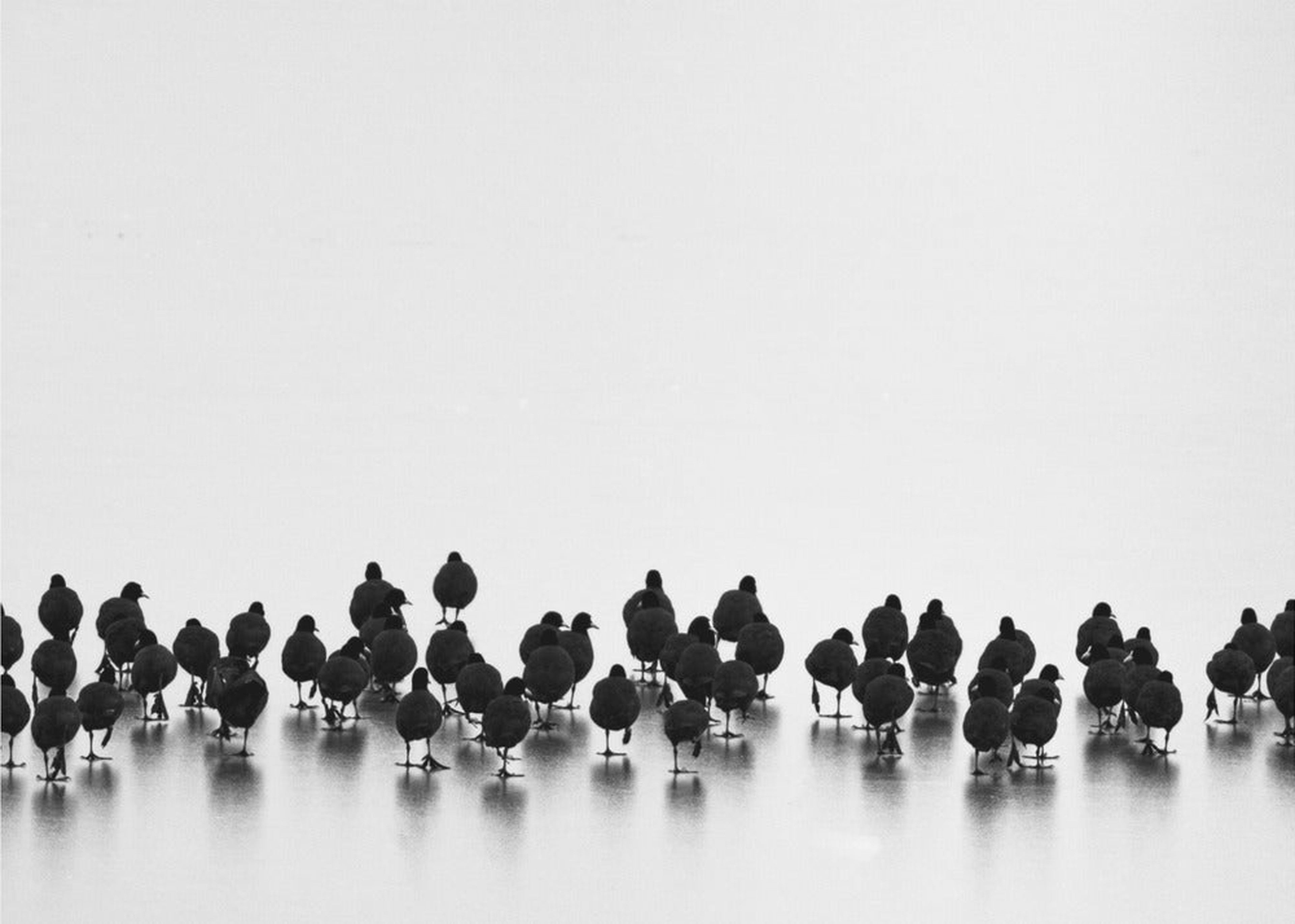 Eurasian coots