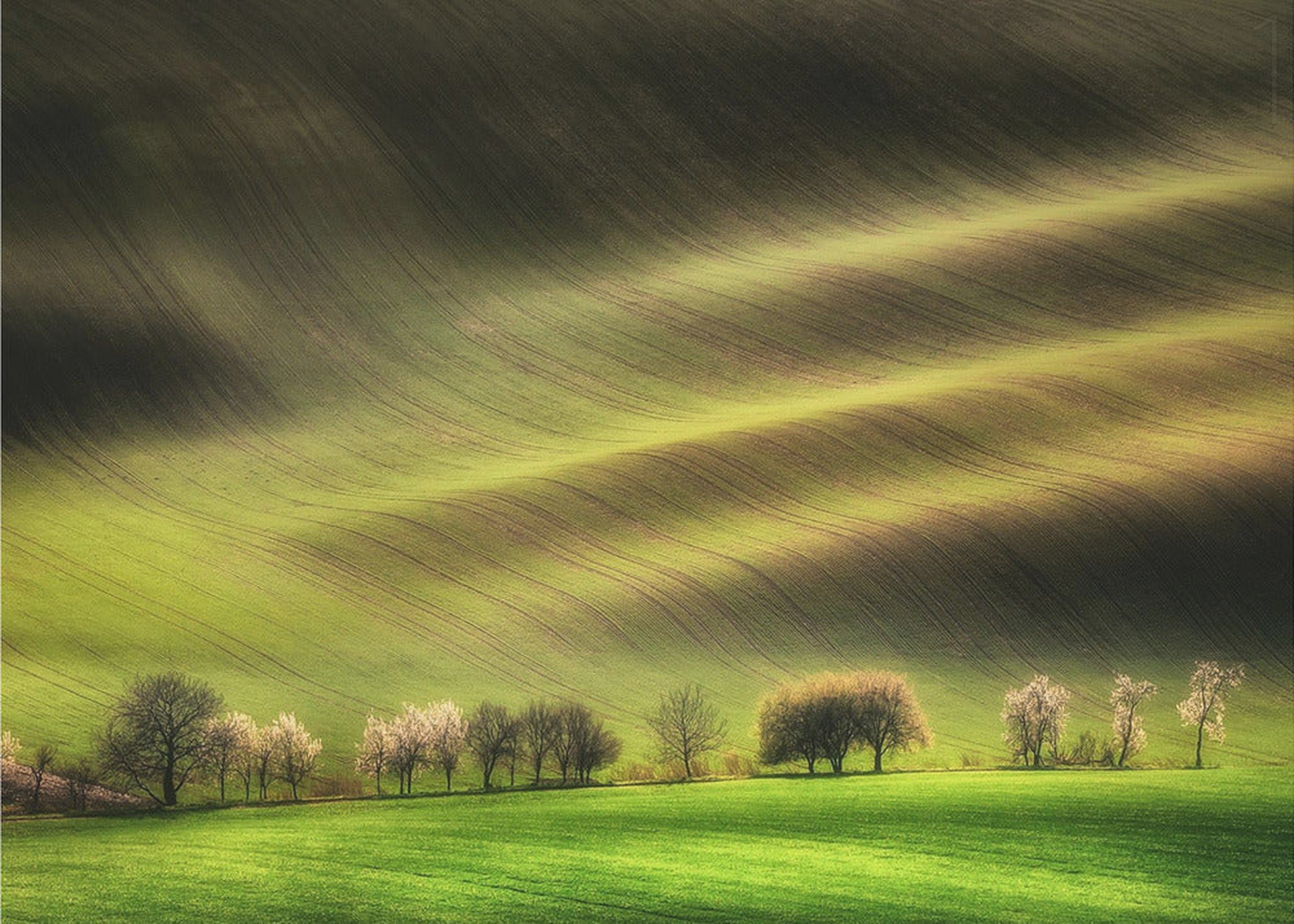 Moravian Fields