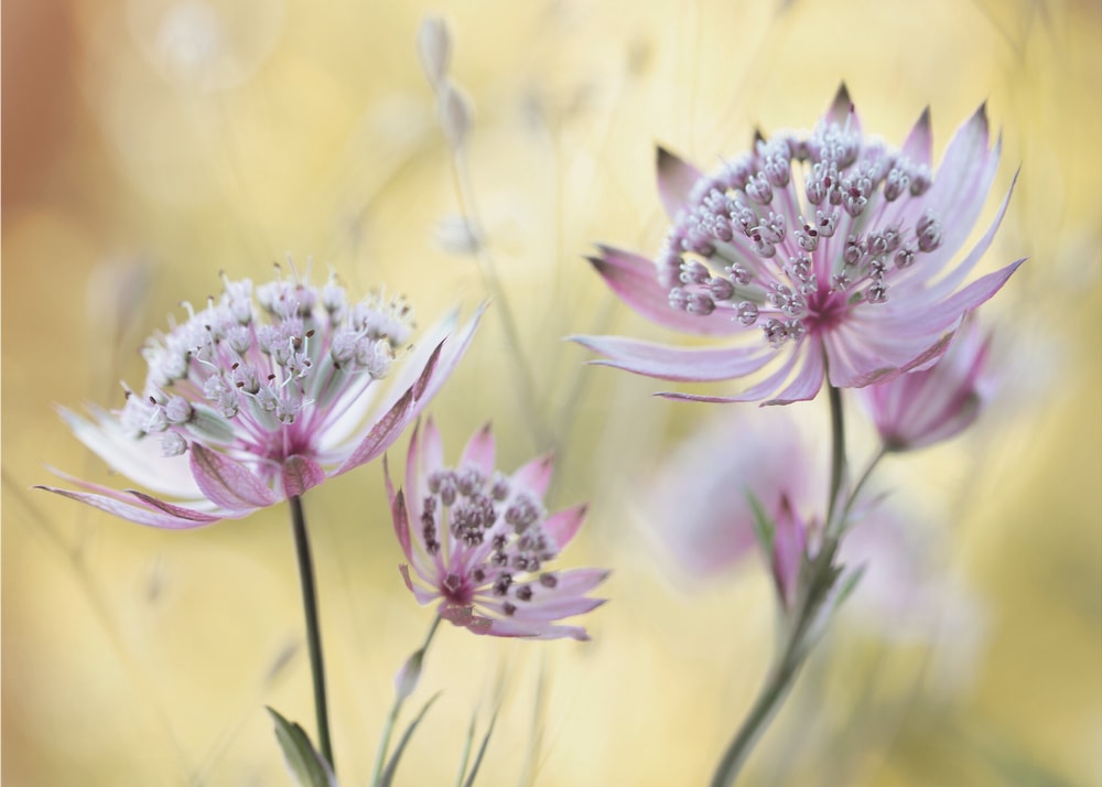 Astrantia Major