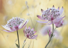 Blommor Astrantia Major – kvalitetsprodukt för ett vackrare och mer hållbart hem