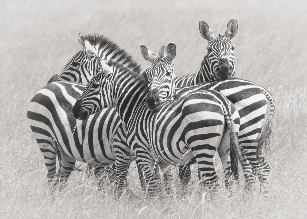 Zebras