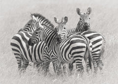 Djur Zebras – kvalitetsprodukt för ett vackrare och mer hållbart hem