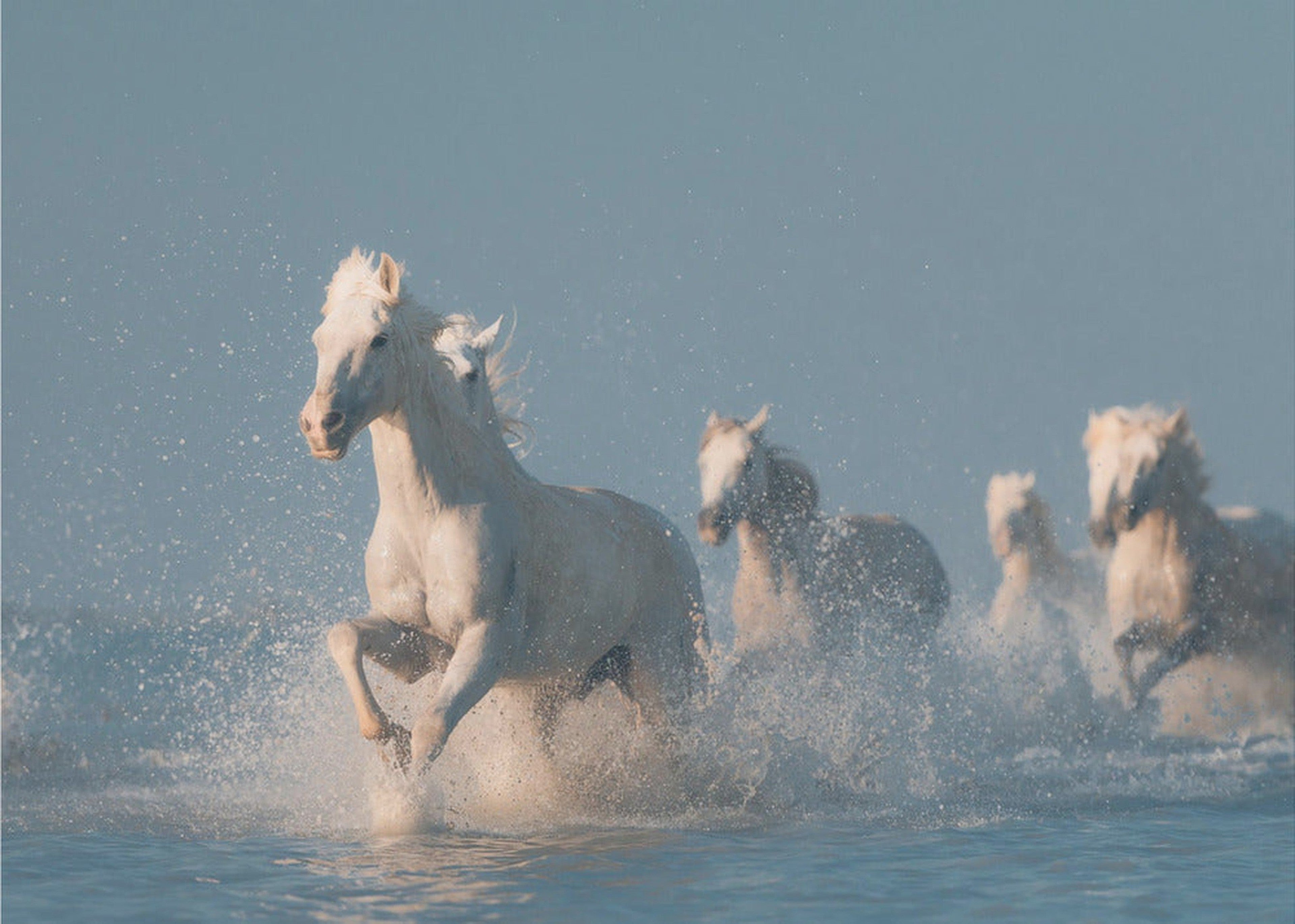 Angels of Camargue