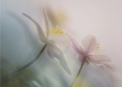 Ethereal Spring Flowers
