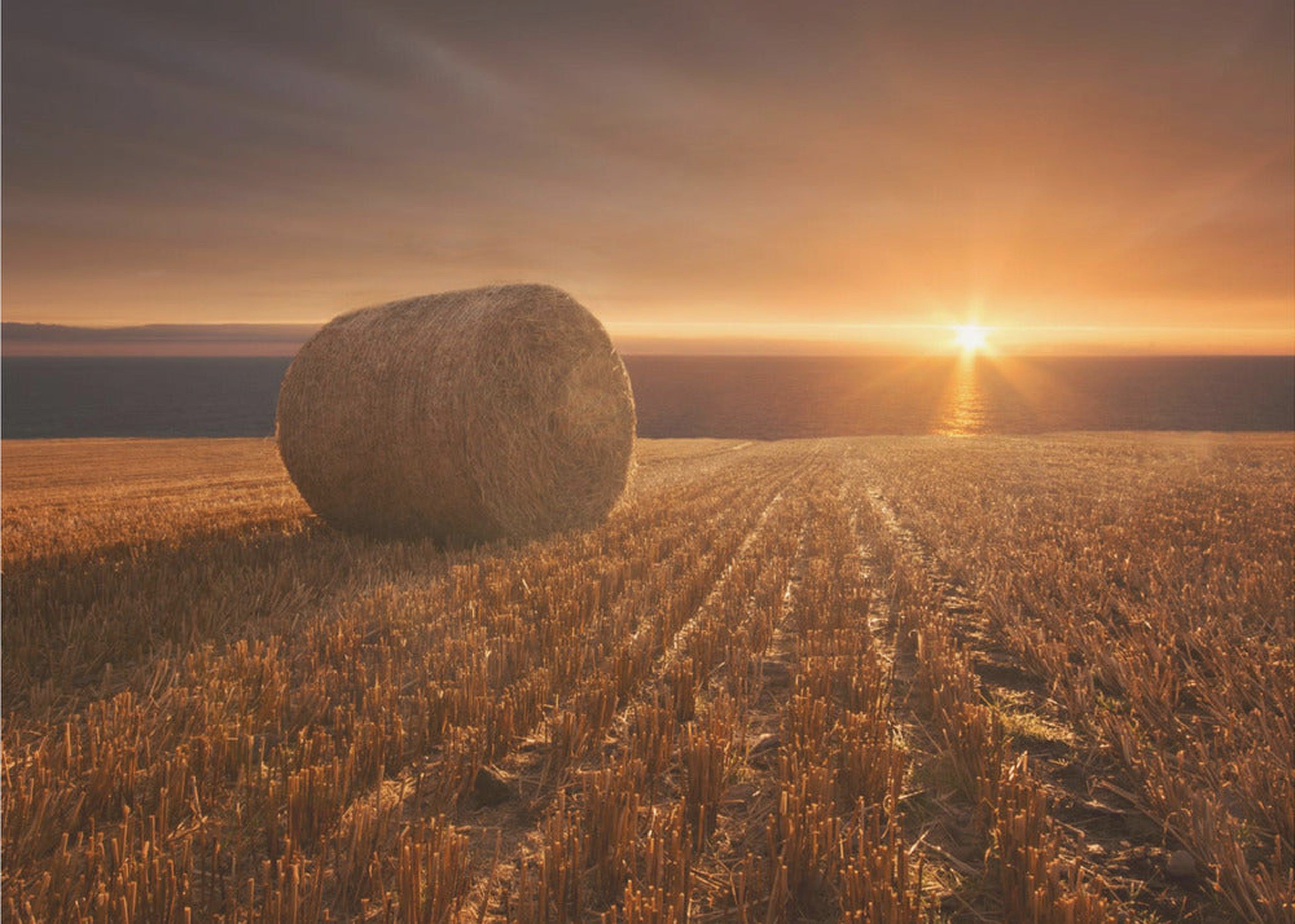 Gold Harvest