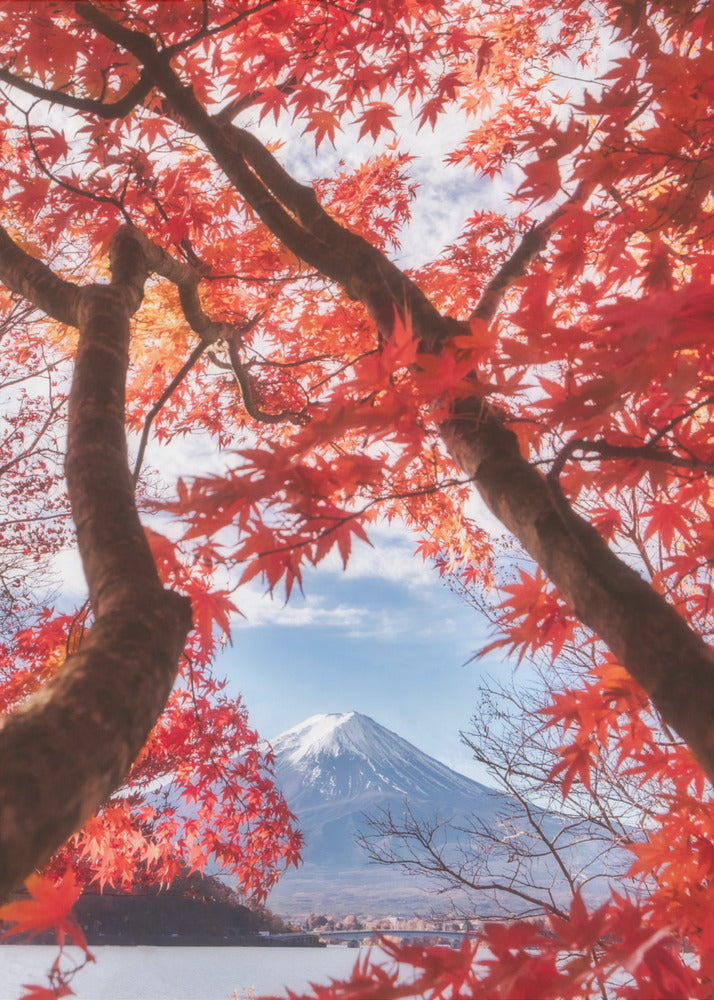 Mt.fuji is in the autumn leaves