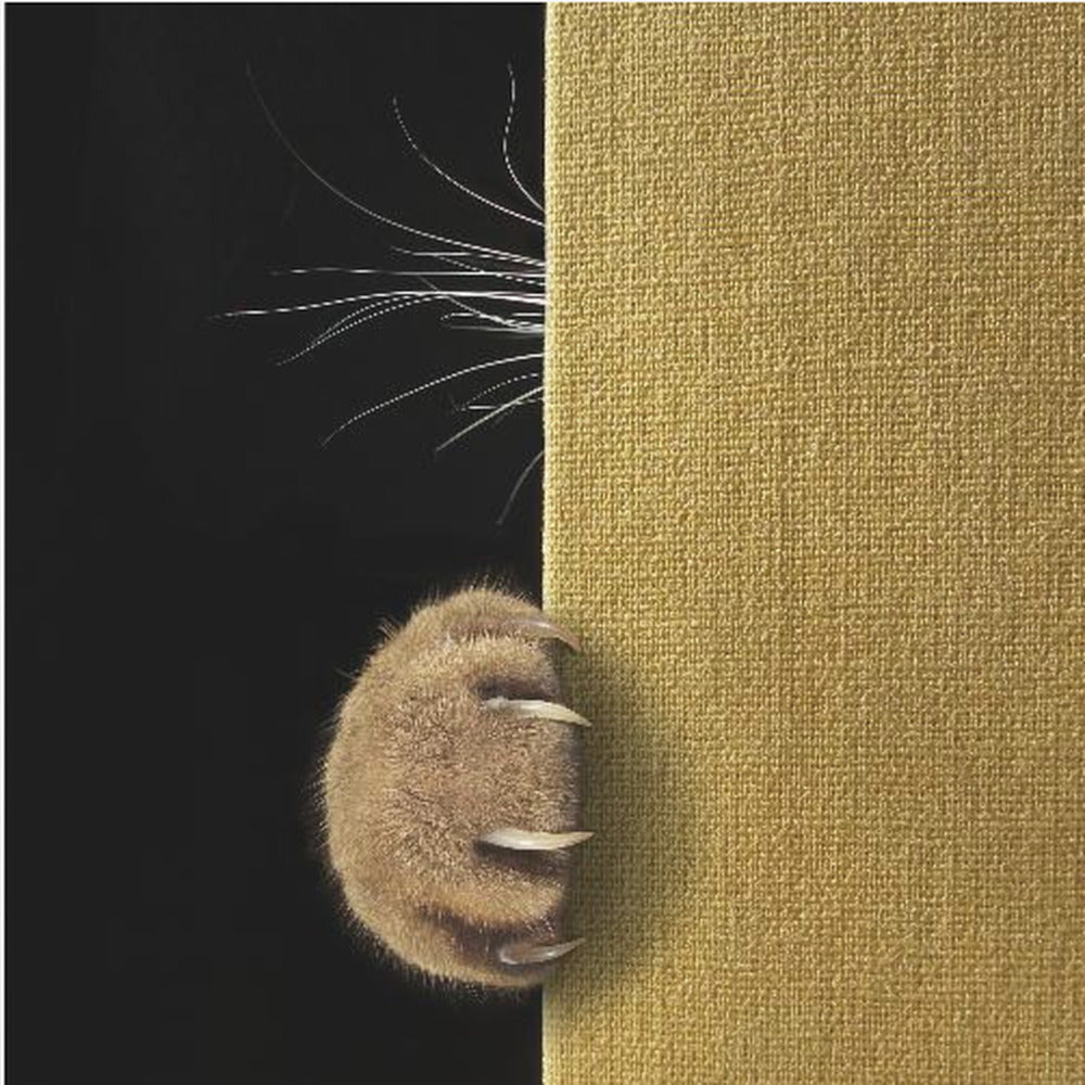 Shy cat ...