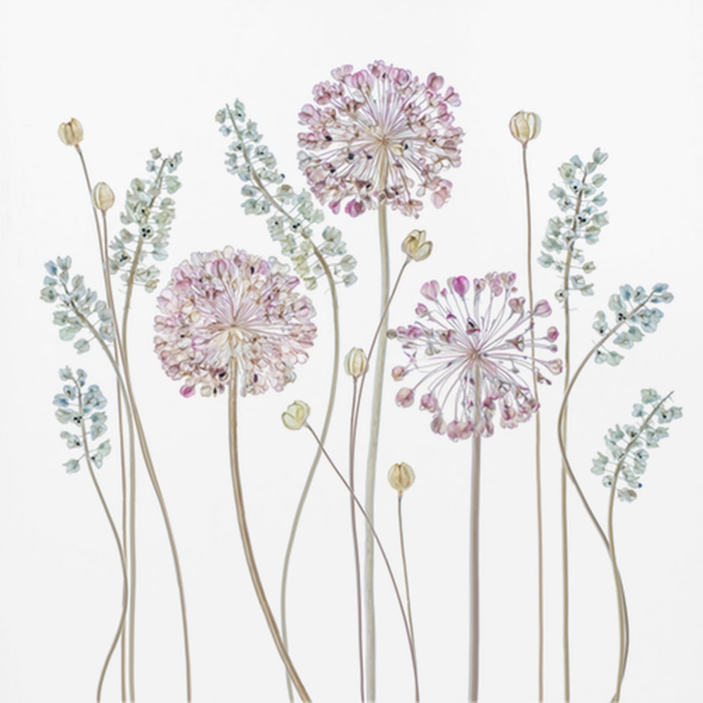 Allium