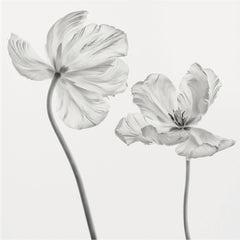 Graceful Monochrome Tulips