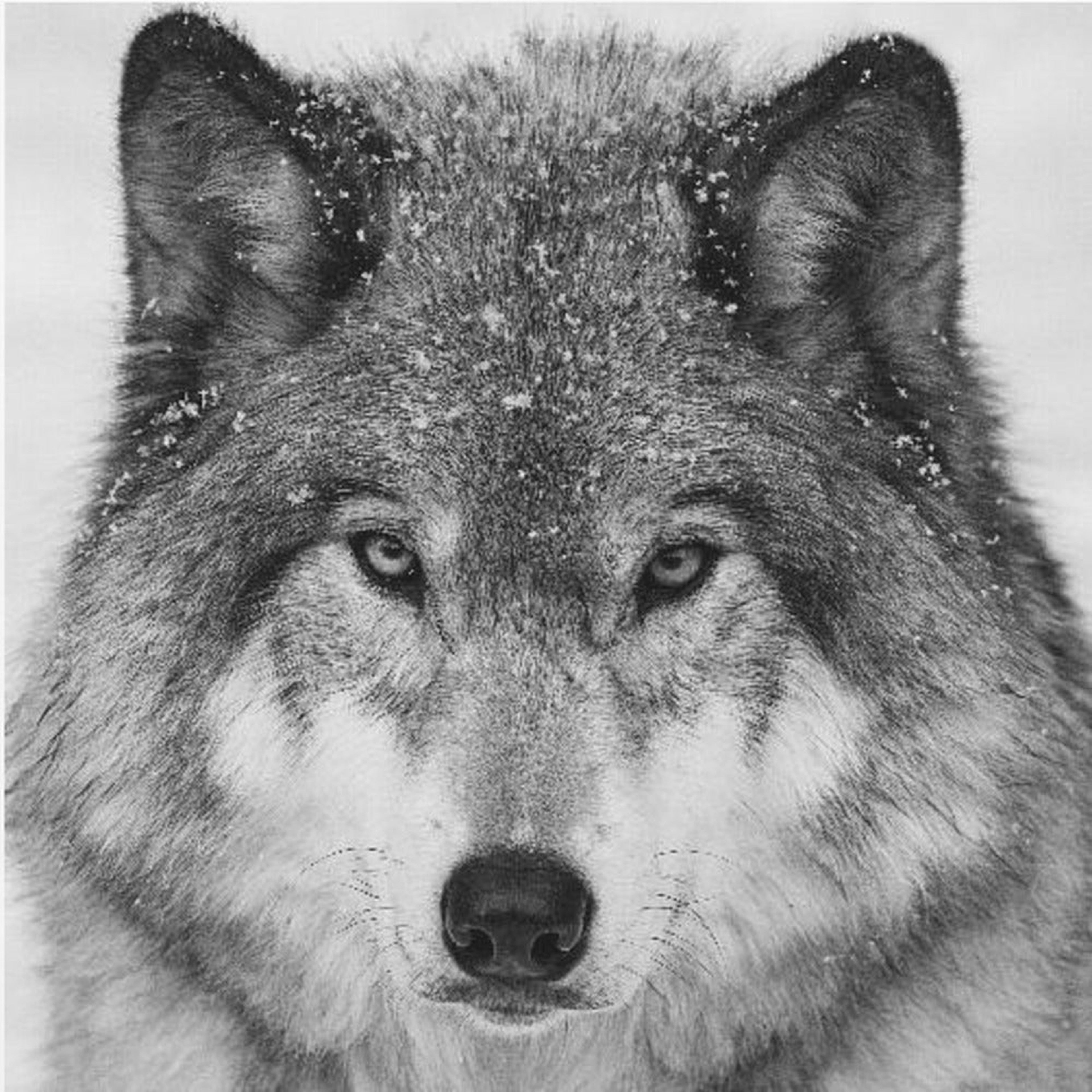 Wolf Portrait