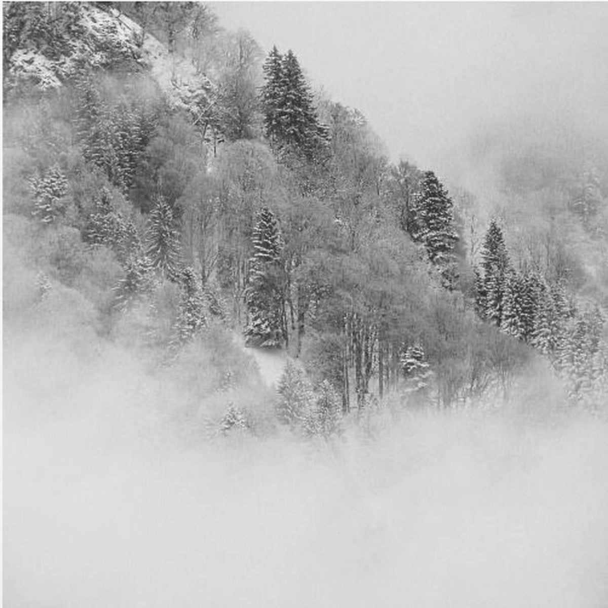 the foggy mountain