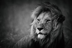 Wall mural Majestätisk Lejonhane / Lion – fototapet med unikt motiv som skapar en inspirerande fondvägg