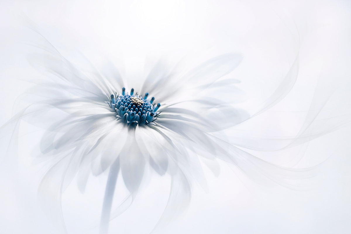 Blomstret fototapet